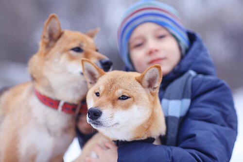 köpek destekli tedavi