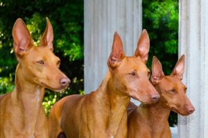 Küçük ve Çevik Bir Avcı: Cirneco d’ellEtna