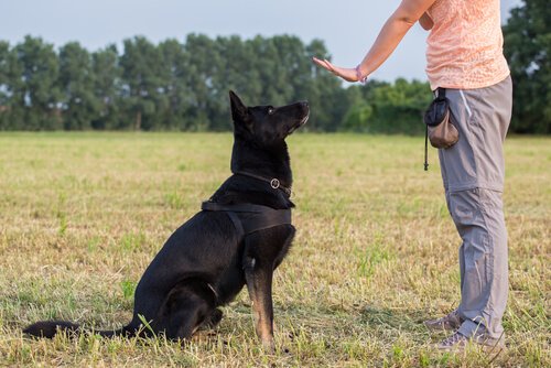 Köpekler beden dilini anlıyor