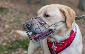 Köpeğinize Ağızlık Takmayı Nasıl Öğretirsiniz