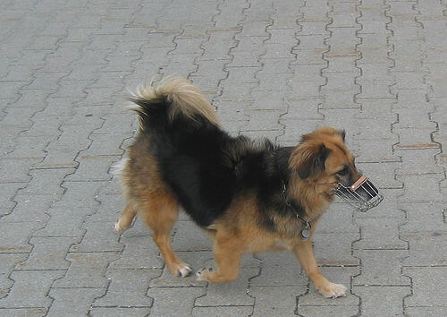 köpek ağızlığı