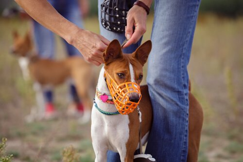 köpekler için ağızlık