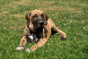 Sadık ve Yetenekli Köpekler: Brezilya Mastiff