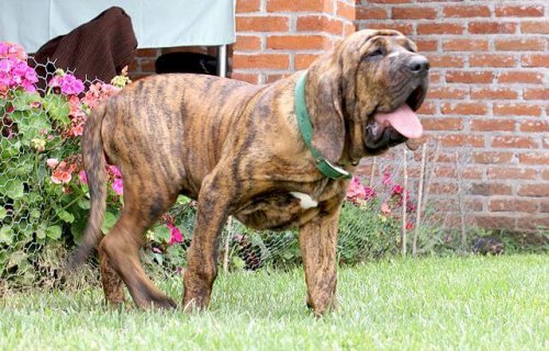brezilya mastiff