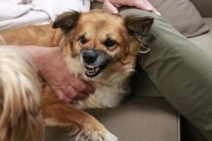 Köpekler Sahiplerine Kaba Davranan İnsanları Sevmezler