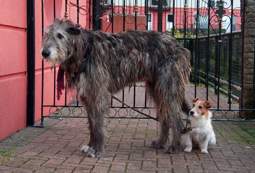 irish wolfhound