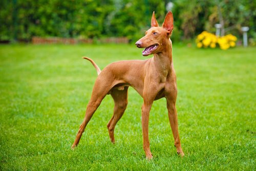 Cirneco d’ellEtna