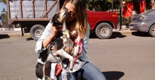 köpeklerde kızgınlık