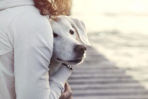 Kızgınlık Dönemindeki Dişi Köpeklerin Davranışları