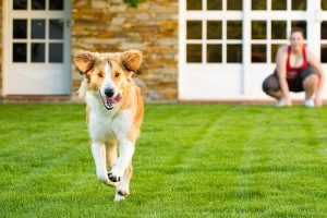 Köpeğinizin Evden Kaçmasını Nasıl Önlersiniz?