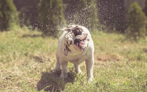 köpekler neden silkelenir