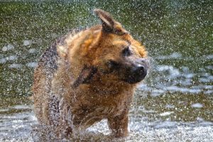 Köpeğiniz Neden Silkelenir?