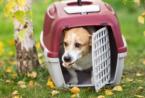 köpeği taşıma çantasına alıştırmak