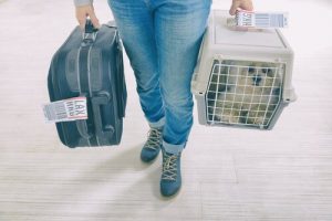 Evcil Hayvanınızı Taşıma Çantasına Alıştırmak