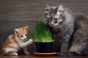 Kedi Nanesi Nedir?