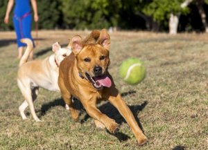 Köpeğinize Bir Nesneyi Geri Getirme Eğitimini Nasıl Verirsiniz?