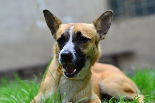 uzun kulaklı köpek