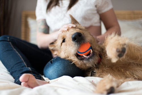 ağzında top olan köpek