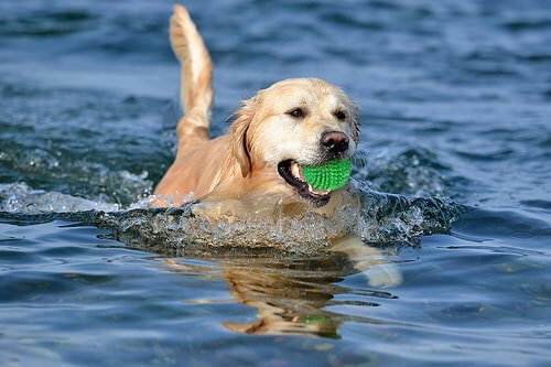 suda oynayan köpek