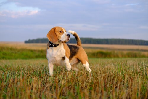 açık alanda beagle