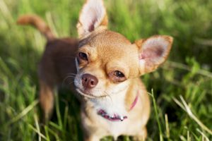 Chihuahua Cinsi Köpekler Pitbul'dan Daha Agresif