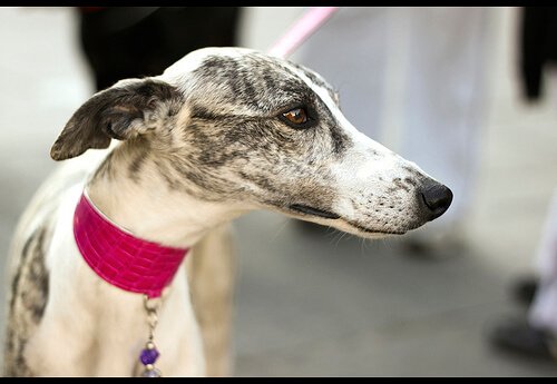 Spanish Greyhound: Uzun Tarihli Dayanıklı Köpekler