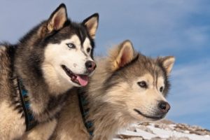 Alaska Malamutu ile Sibirya Kurdu Arasındaki Fark