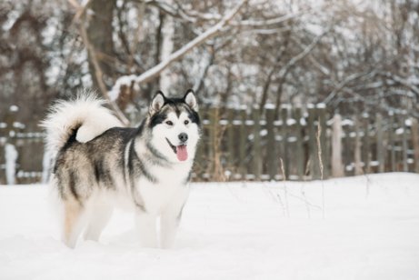 alaska malamutu