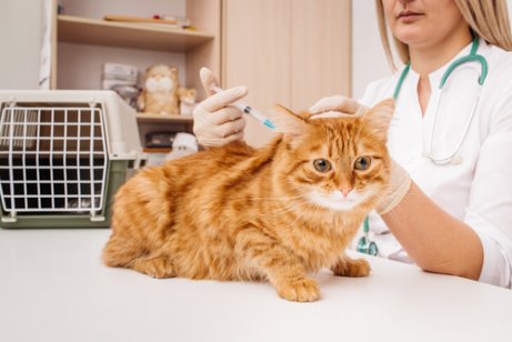 aşı olan kedi