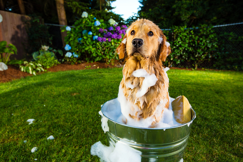 köpeği bahçede yıkamak