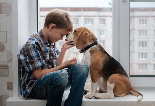 Beagle Cinsi Köpekler ile İlgili İlginç Bilgiler