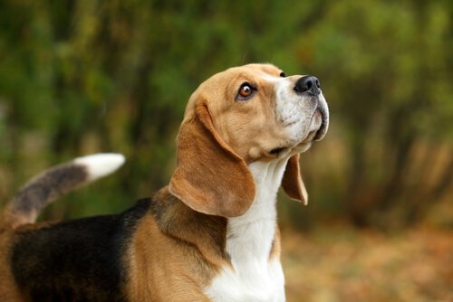 epilepsili köpeklerin bakımı