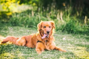 Köpekler Hakkında Mitler: 10 Yanlış Bilgi