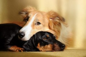 Evde İki Köpek Olmasının Faydaları