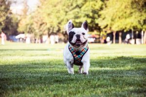 French Bulldog: Sevecen ve Akıllı Köpekler