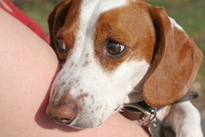 Gergin Bir Köpeği Sakinleştirmek için Yapılacak 5 Şey