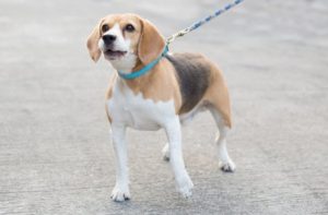 En Çok Havlayan Köpek Irkları