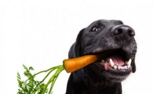 Köpeğiniz için Sebzeler: Hangileri İyi Hangileri Kötü?