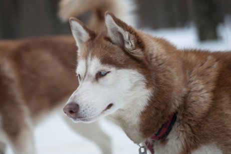 husky