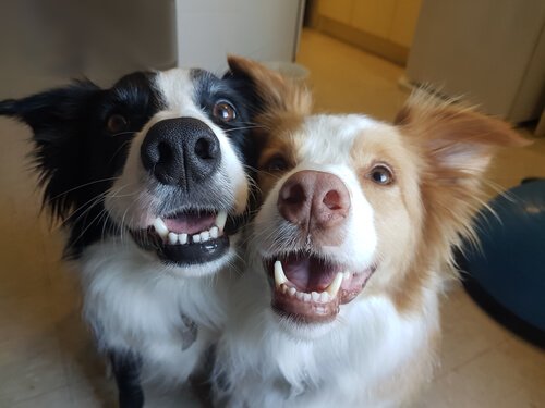 iki köpeğe sahip olmak