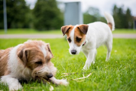 iki köpek