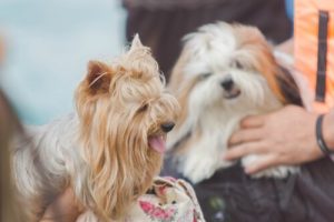 Köpeğinizle Nasıl Konuşmalısınız?