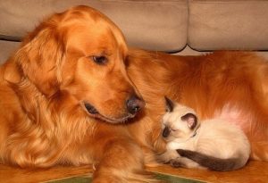 Hayvanınızın Sağlığı İçin Bakım Önerileri