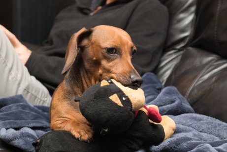 oyuncağıyla beraber köpek