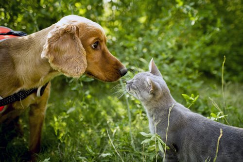 birbirlerini koklayan kedi ve köpek