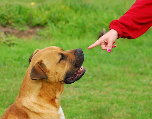 komutları duymayan köpek