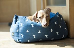 Köpeğin Yatağını Koymak İçin En Uygun 6 Yer