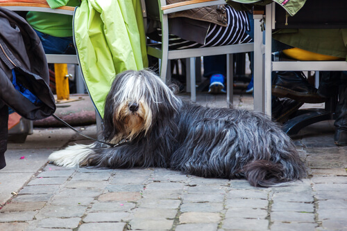 köpeklere bebek gibi davranmak