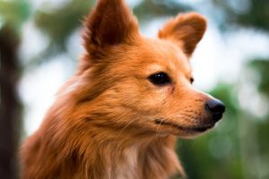 Köpek Burçları Nelerdir ve Hangi Özelliklere Sahiptir?