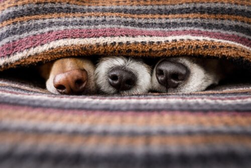 örtünün altında üç köpek